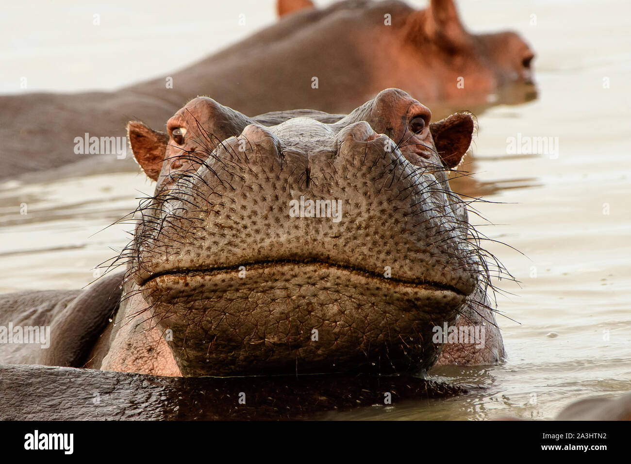 Close up of the face of a hippo Stock Photo