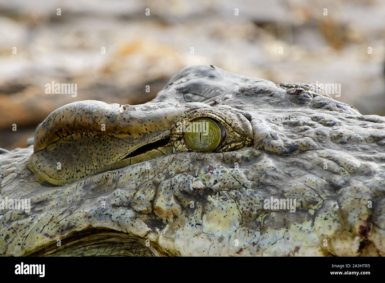 Eye of a crocodile Stock Photo