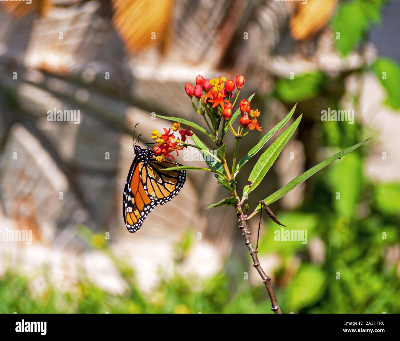 Monarch butterfly, Danaus plexippus, perched on a milkweed plant. Stock Photo