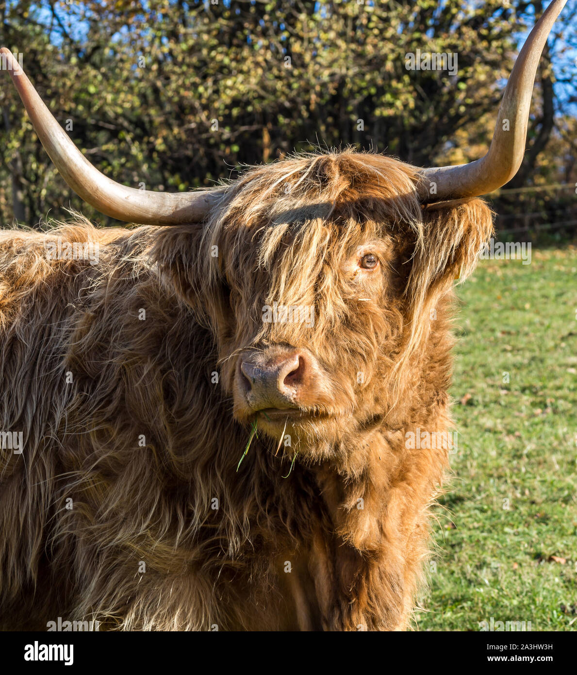 Scottish highland cattle portrait Stock Photo - Alamy