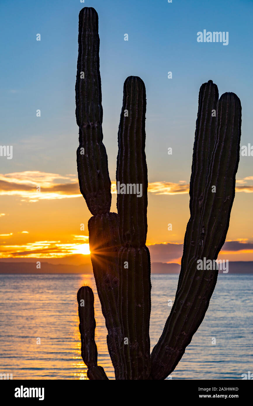 Giant Cardon cactus  on Isla Espiritu Santo in the Gulf of California off the Baja California Peninsula, Mexico Stock Photo