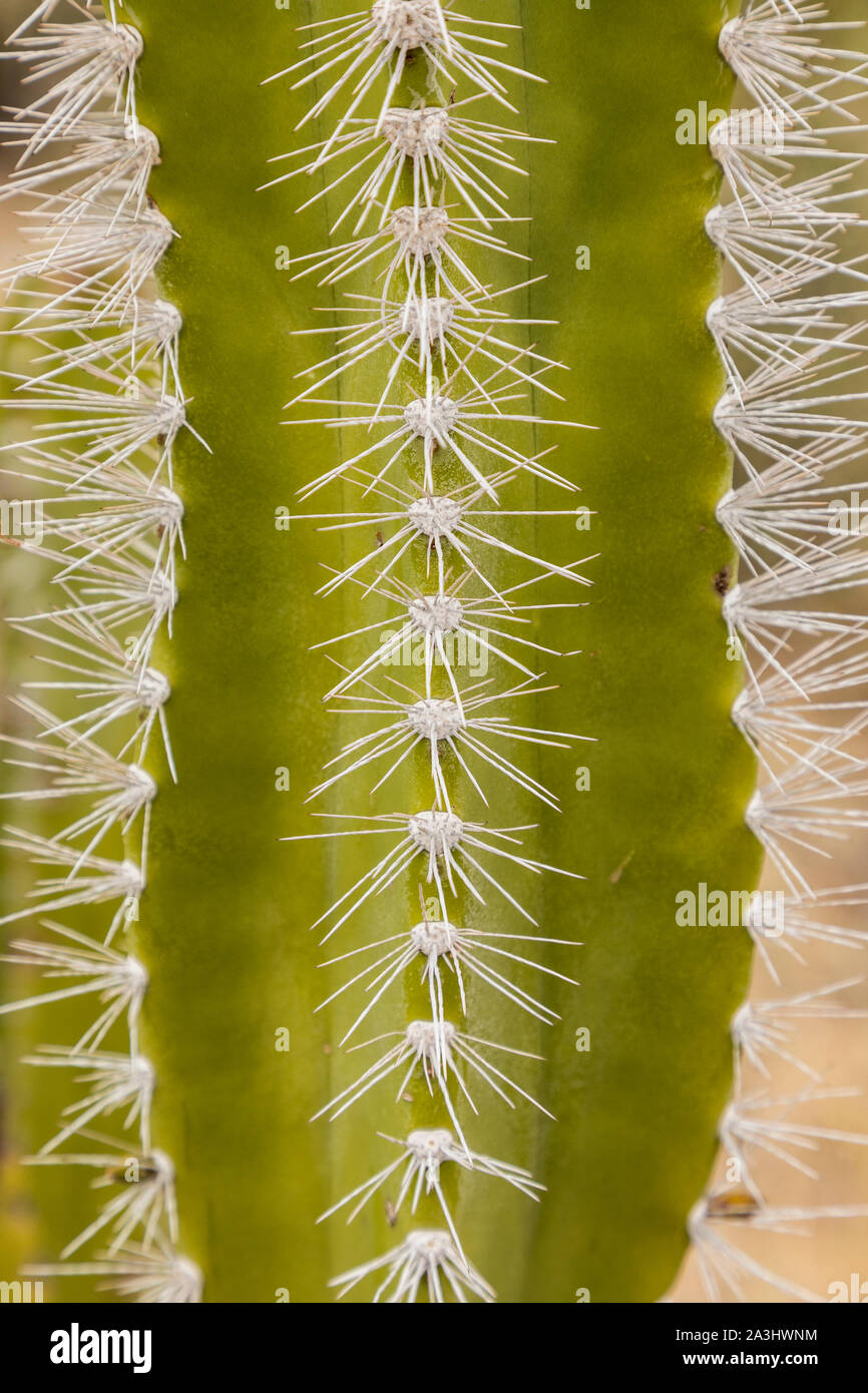 Giant Cardon cactus  on Isla Espiritu Santo in the Gulf of California off the Baja California Peninsula, Mexico Stock Photo