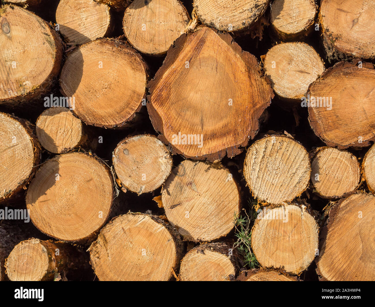 Texture of tree trunks Firewood Stock Photo Alamy