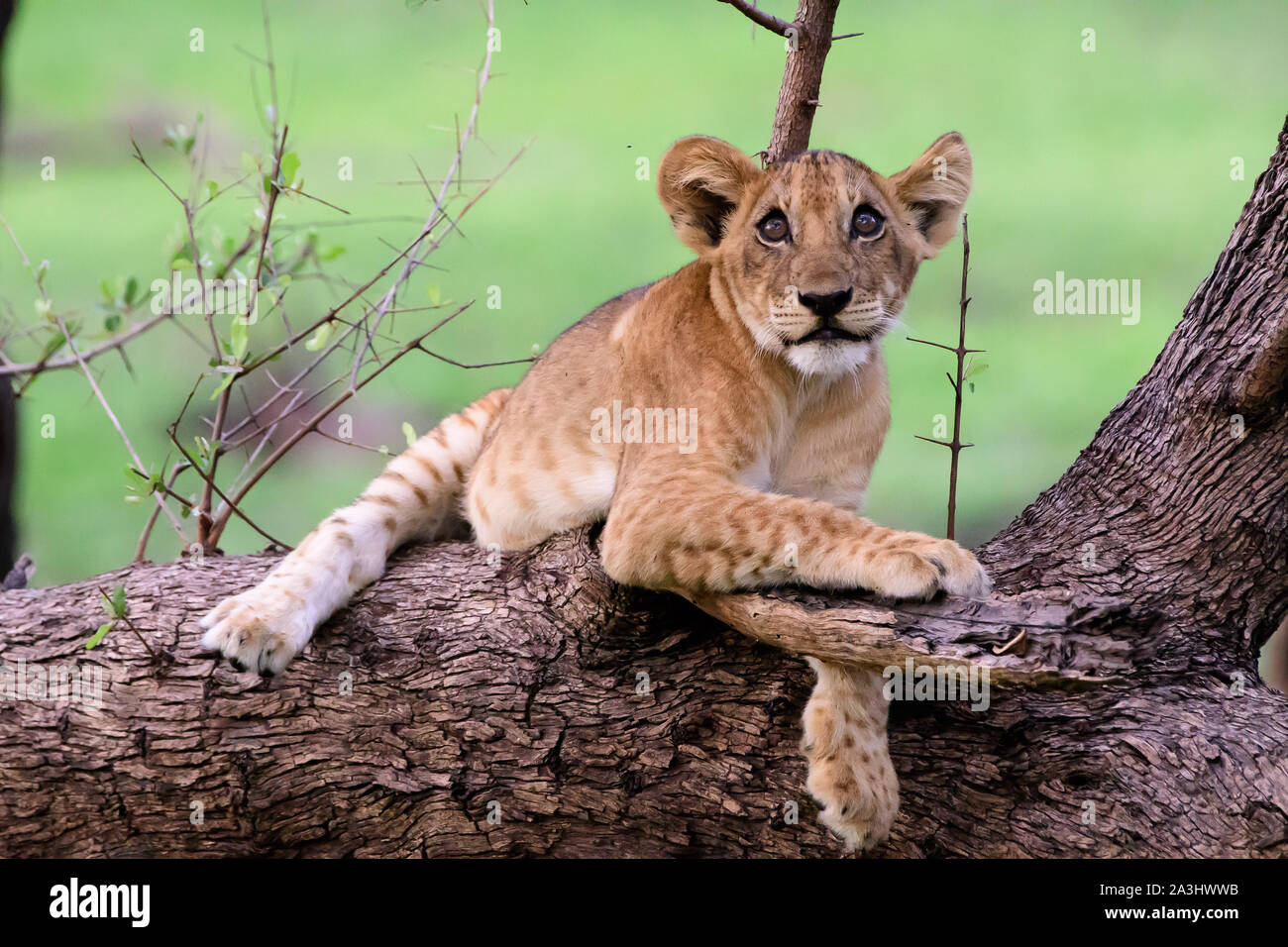Lion cub on the branch of a fallen tree Stock Photo
