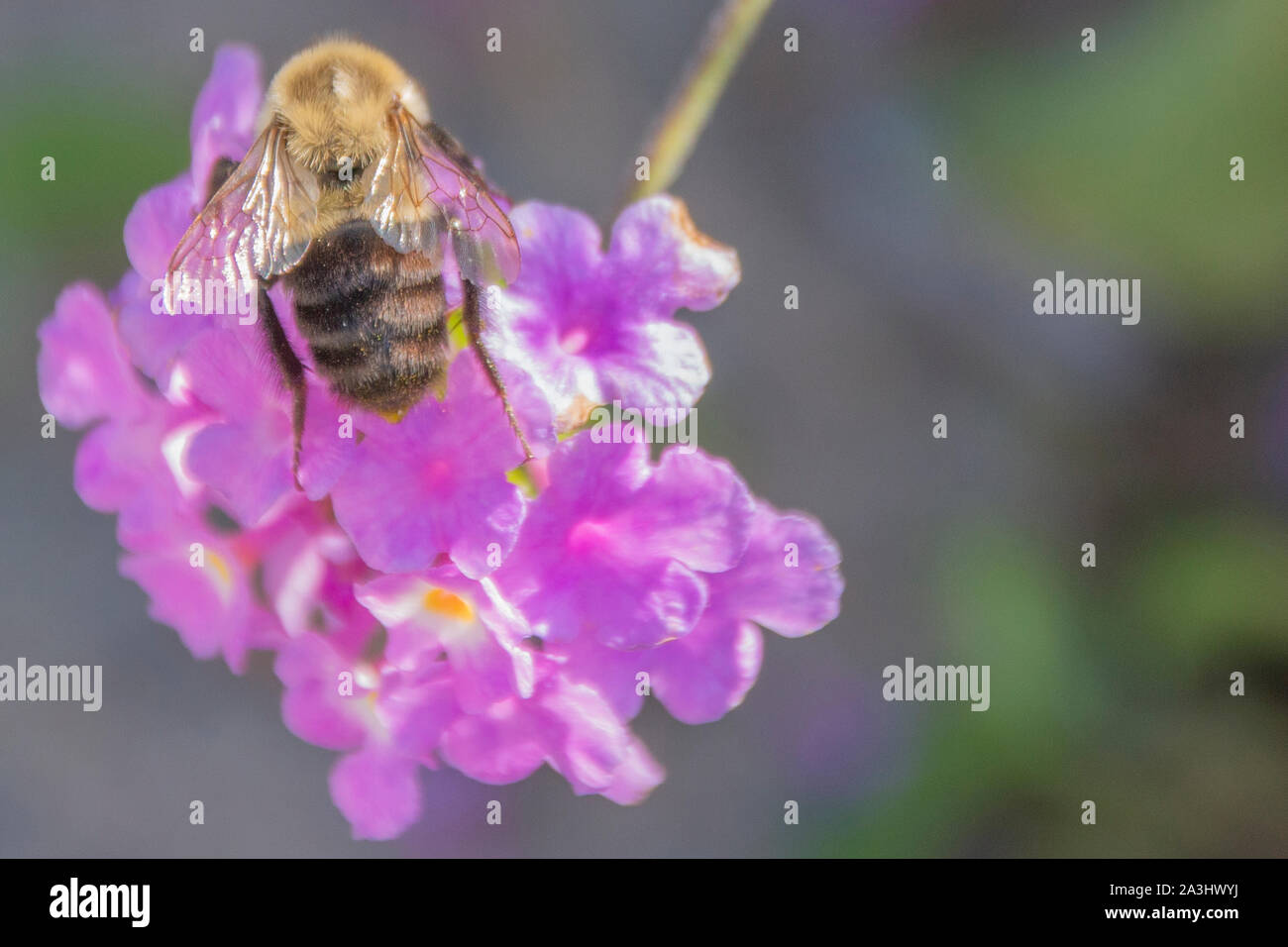 Common Eastern Bumble Bee (Bombus impatiens) on a purple flower. Stock Photo