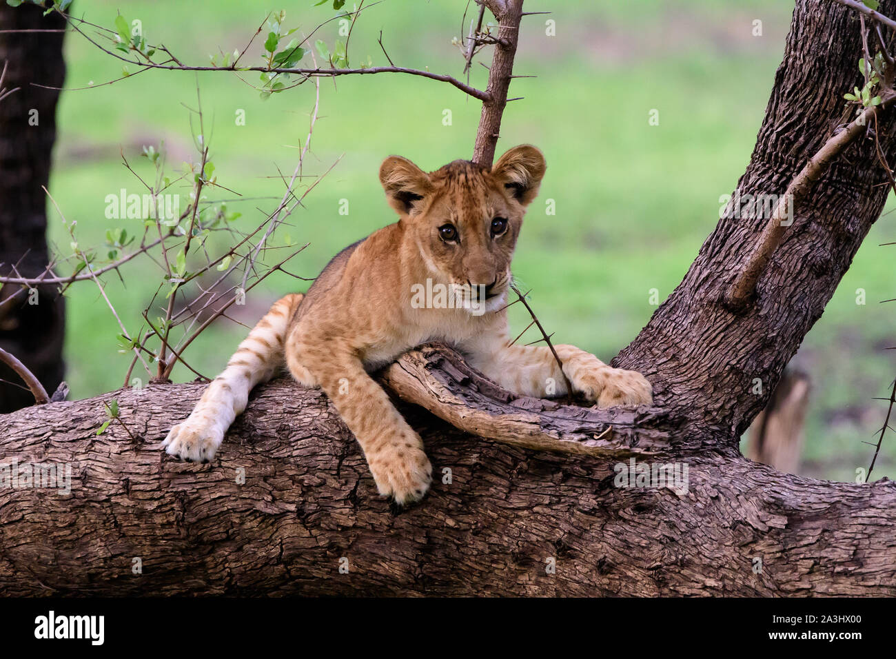 Lion cub on the branch of a fallen tree Stock Photo