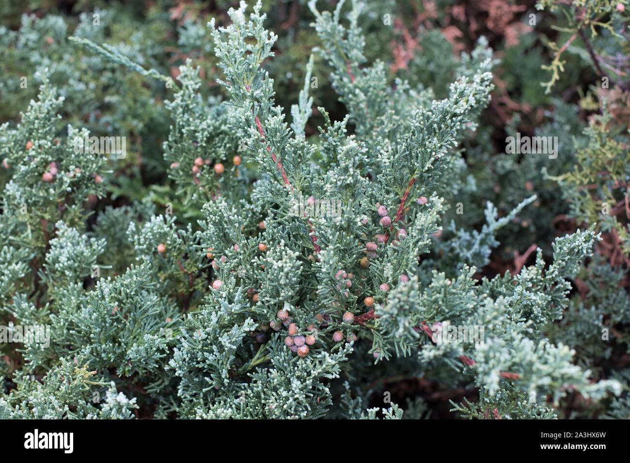 Juniperus Sargentii 'Glauca', Sargent's juniper. Stock Photo