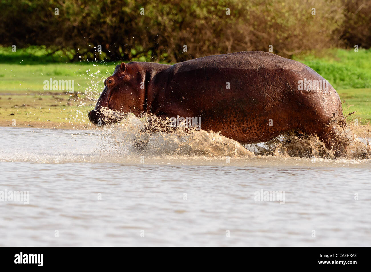 Hippos on the move charging through the shallows Stock Photo