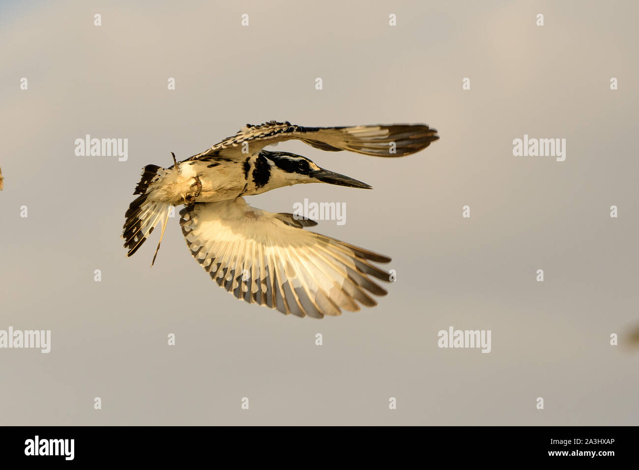 Pied Kingfisher in flight Stock Photo