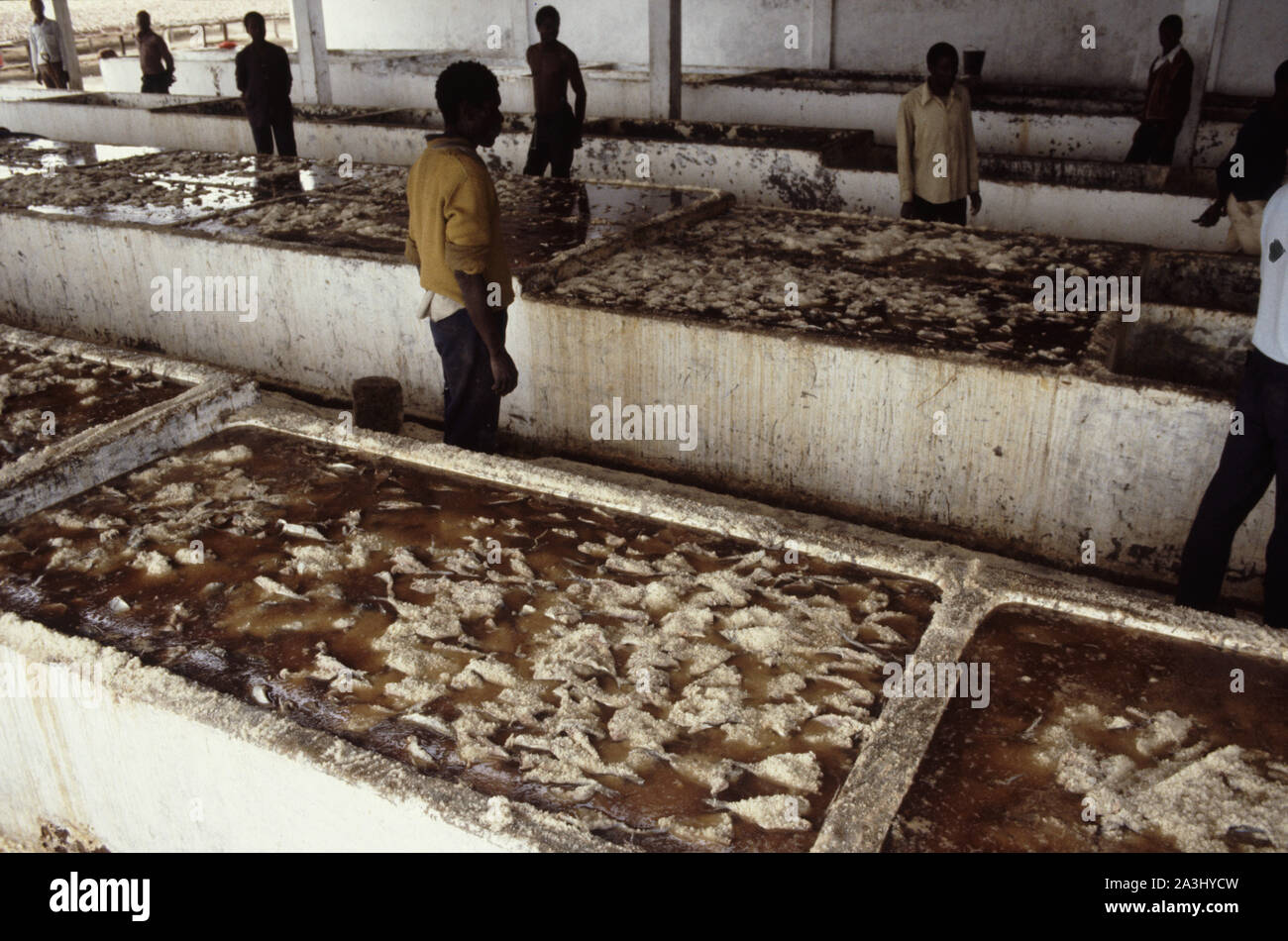 Processing fish in brine, Angola Stock Photo - Alamy