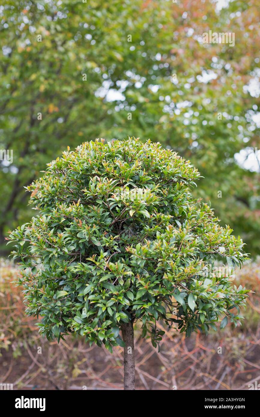Syzygium myrtifolium australian brush cherry Stock Photo Alamy