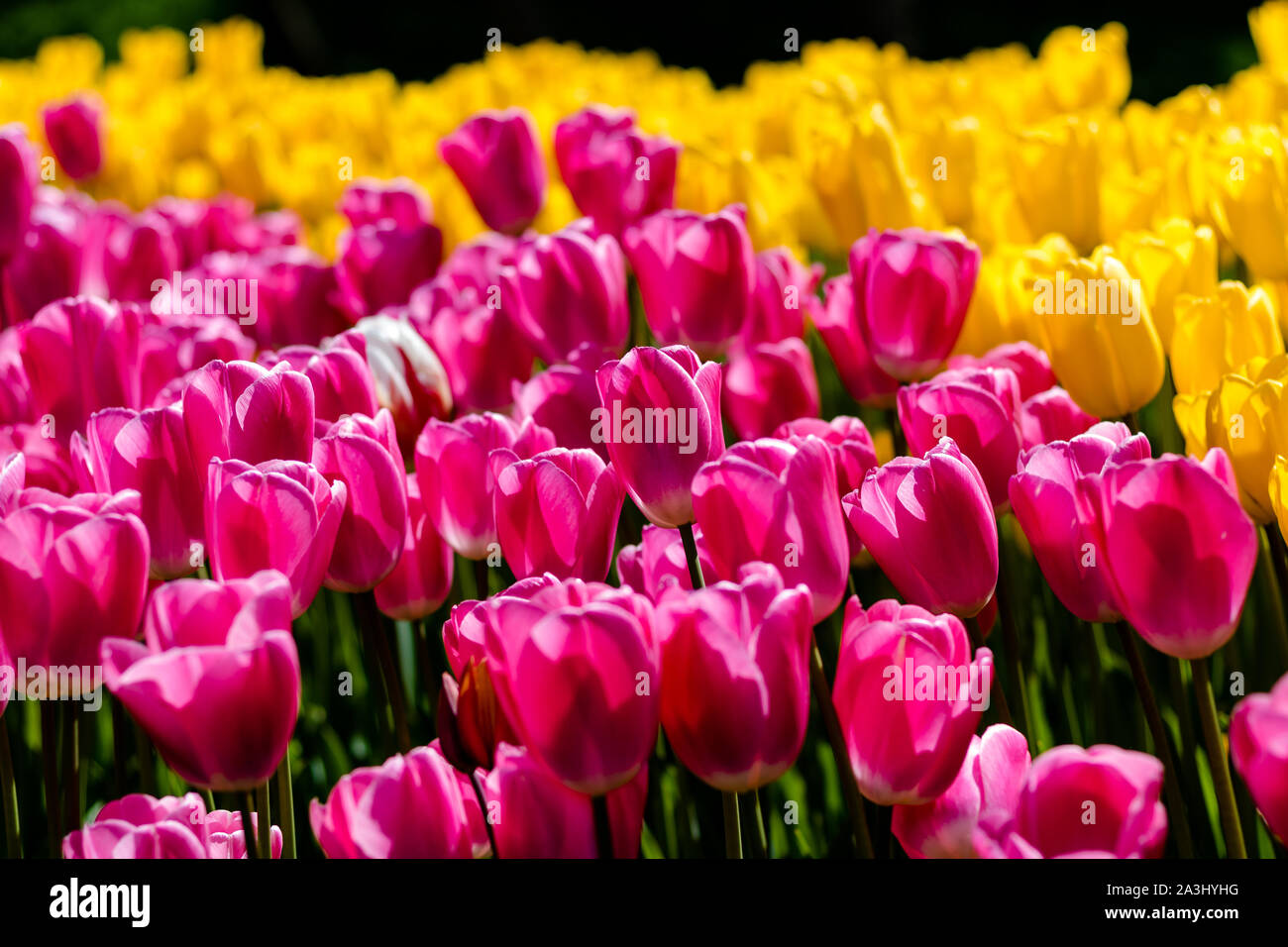 Pink and yellow tulips Stock Photo - Alamy