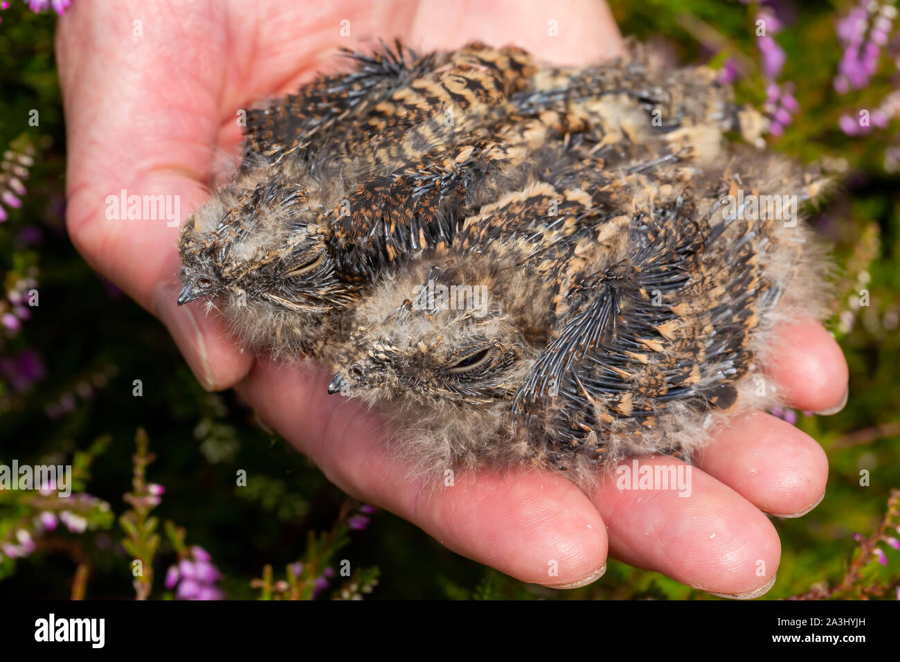 Colour wildlife photograph of two European Nightjar chicks (Caprimulgus europaeus) on mans palm. Stock Photo