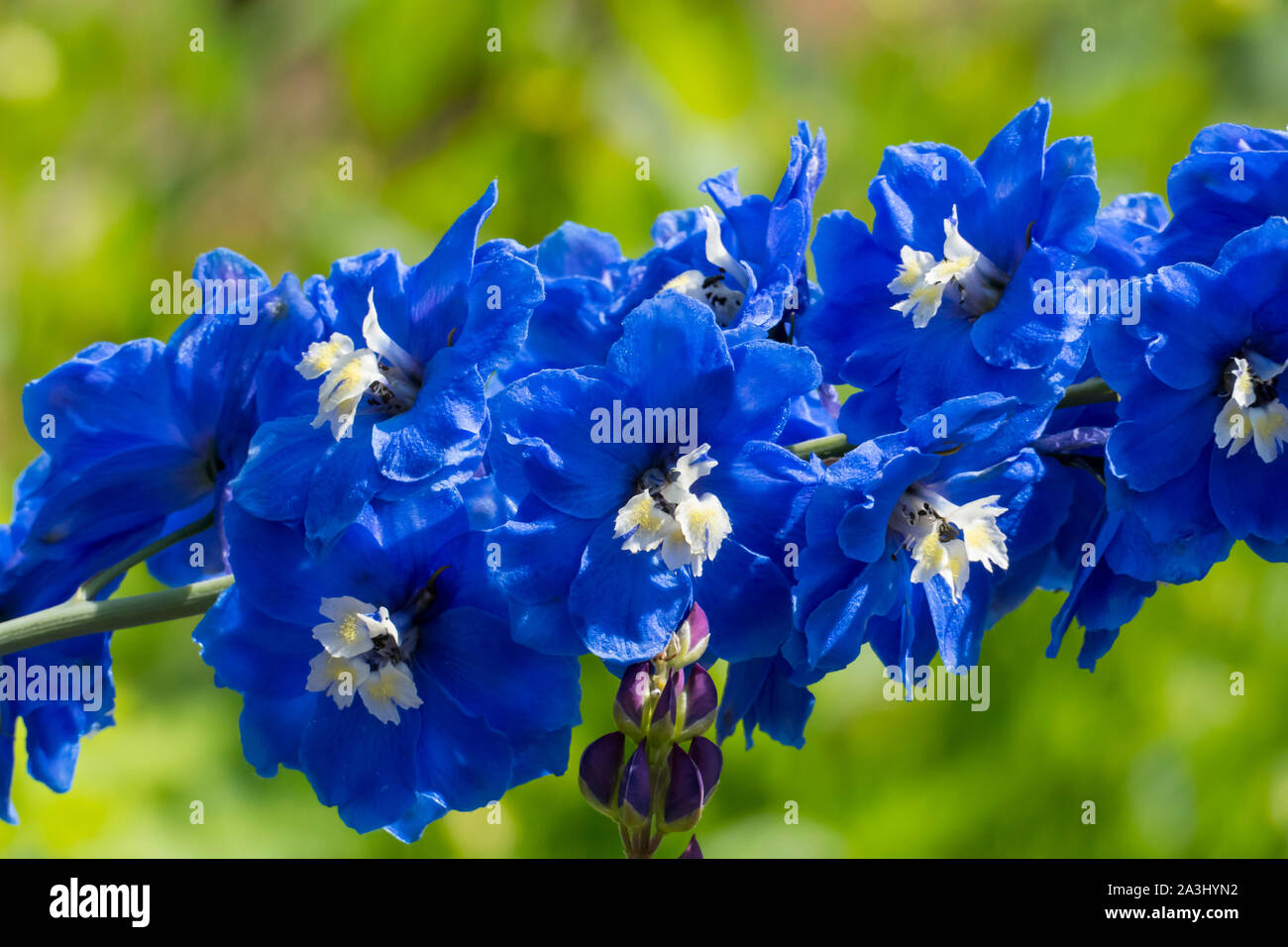 blau lila Rittersporn Blüte Rispe im Garten Stock Photo