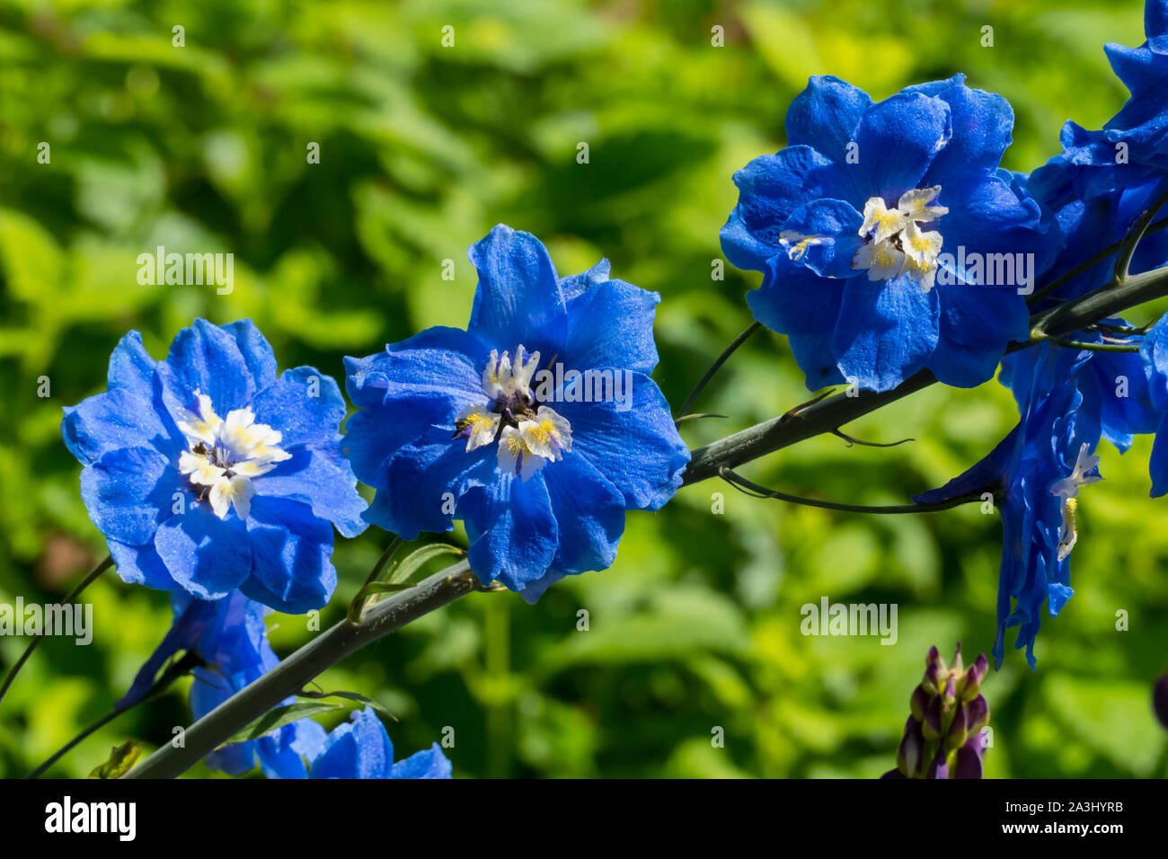 blau lila Rittersporn Blüte Rispe im Garten Stock Photo