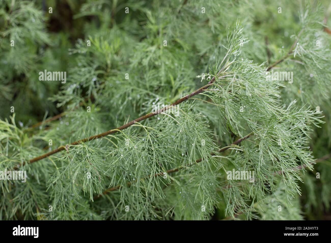 Artemisia abrotanum, the southernwood, lad's love, or southern wormwood