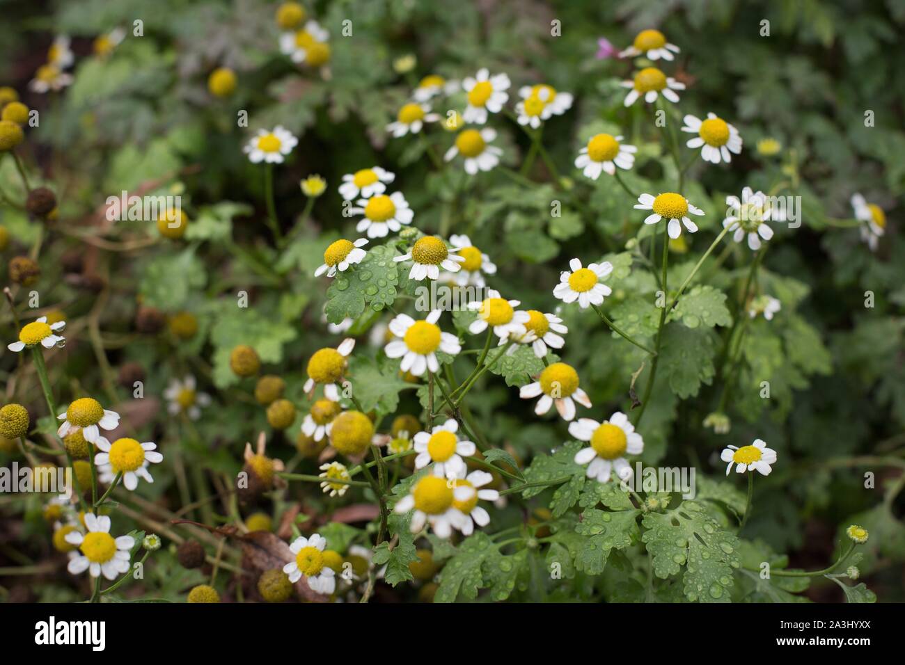 Tanacetum parthenium, known as feverfew, or bachelor buttons. Stock Photo