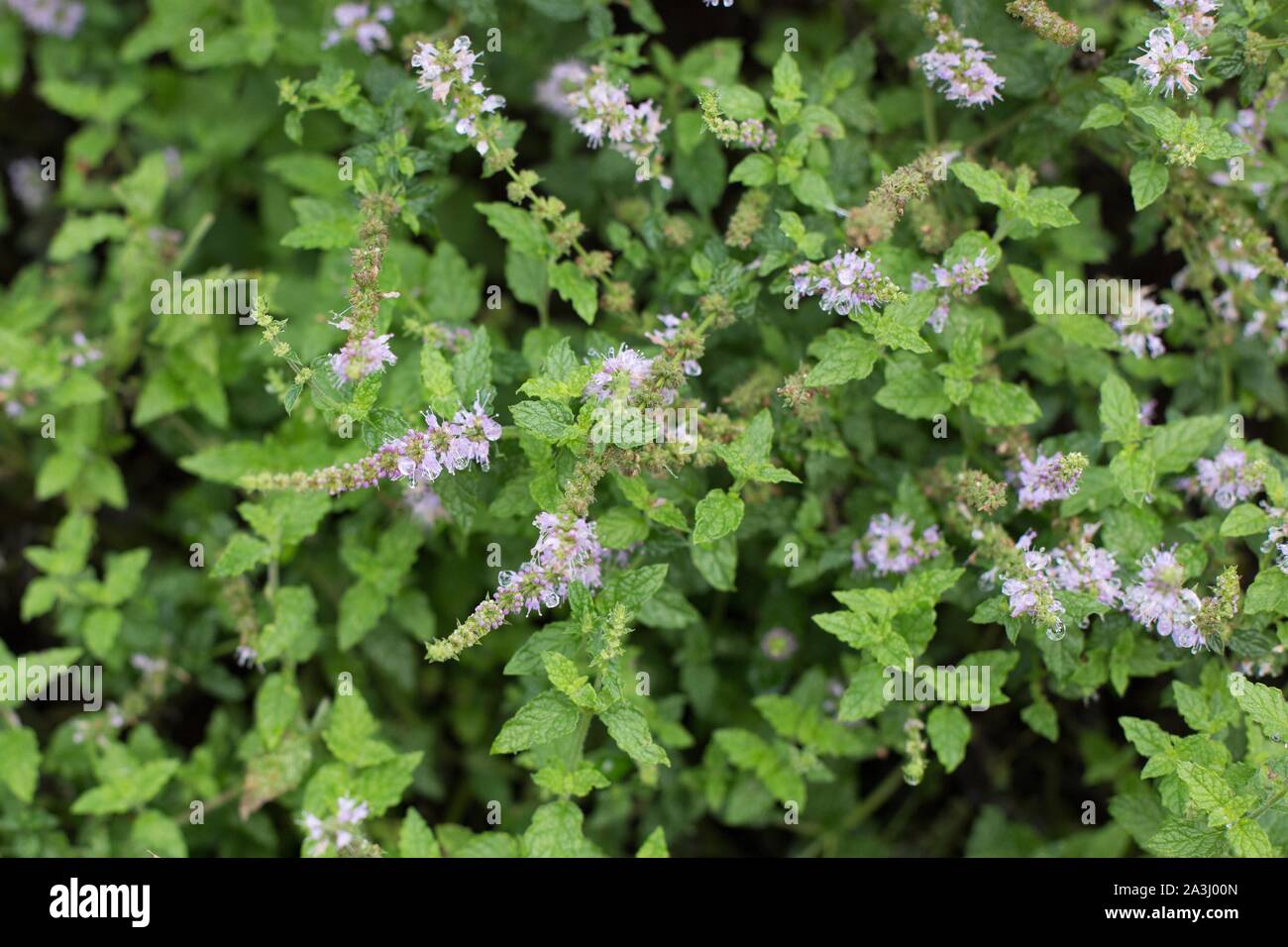 Mint, After Eight - Mentha Piperita - Buy Plants From Norfolk Herbs