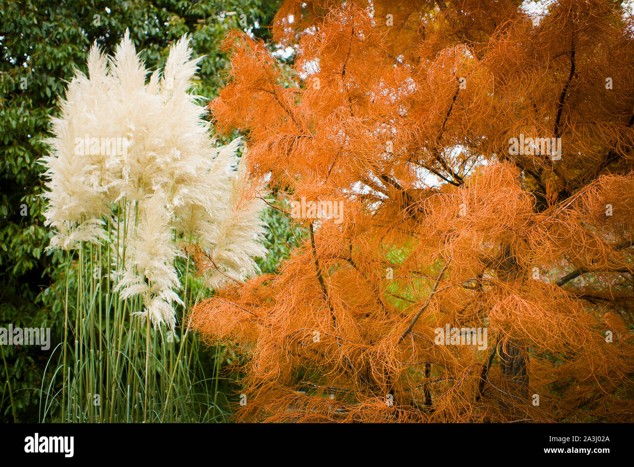 Contrasting displays of two distinctly different plants in Bath Botaniic gardens. Autumn foliage of a Swamp Cypress and creamy plumes of pampas grass Stock Photo