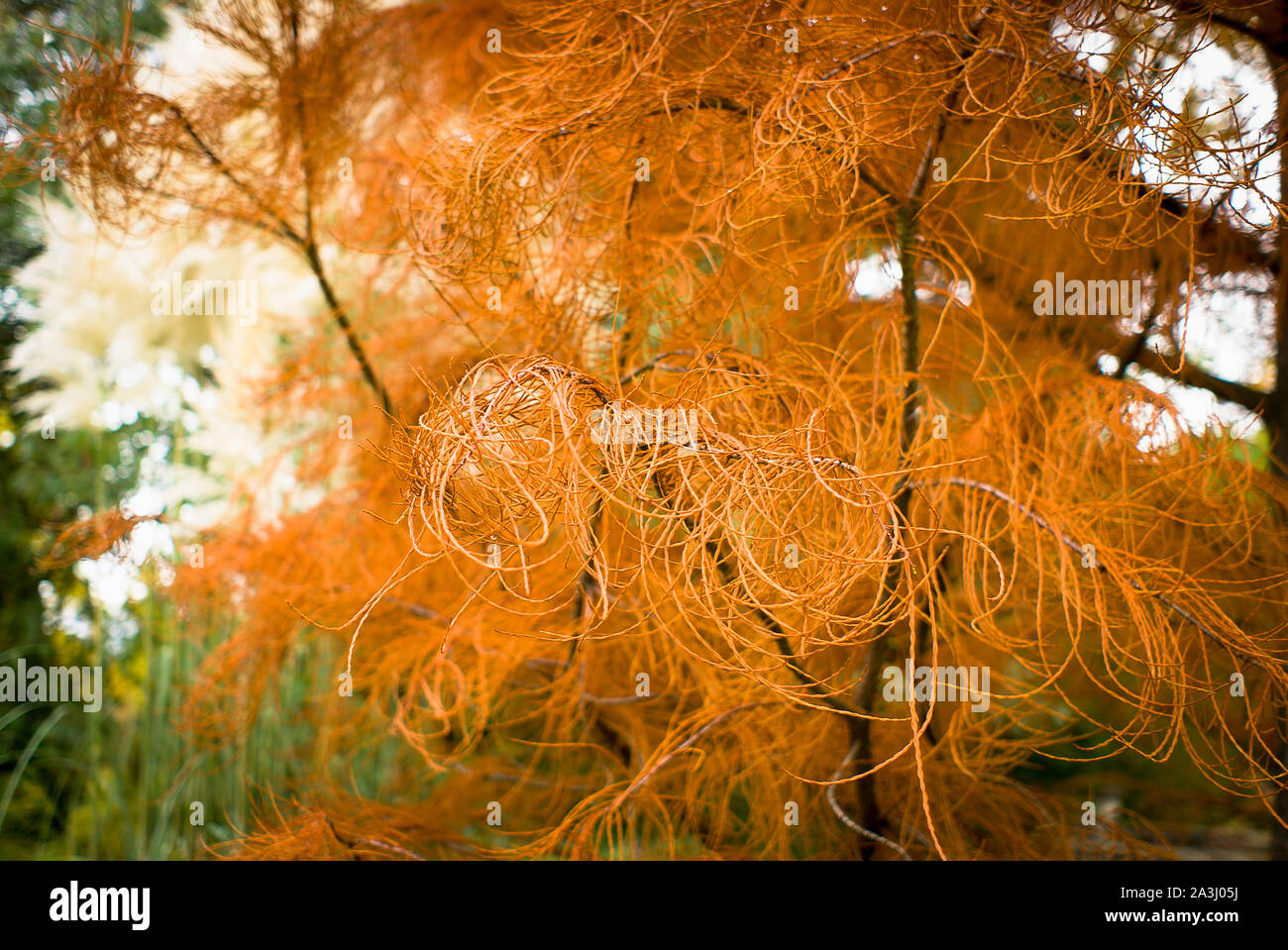 Unusual squirls of autumn foliage on a Swamp Cypress tree in Bath England UK Stock Photo