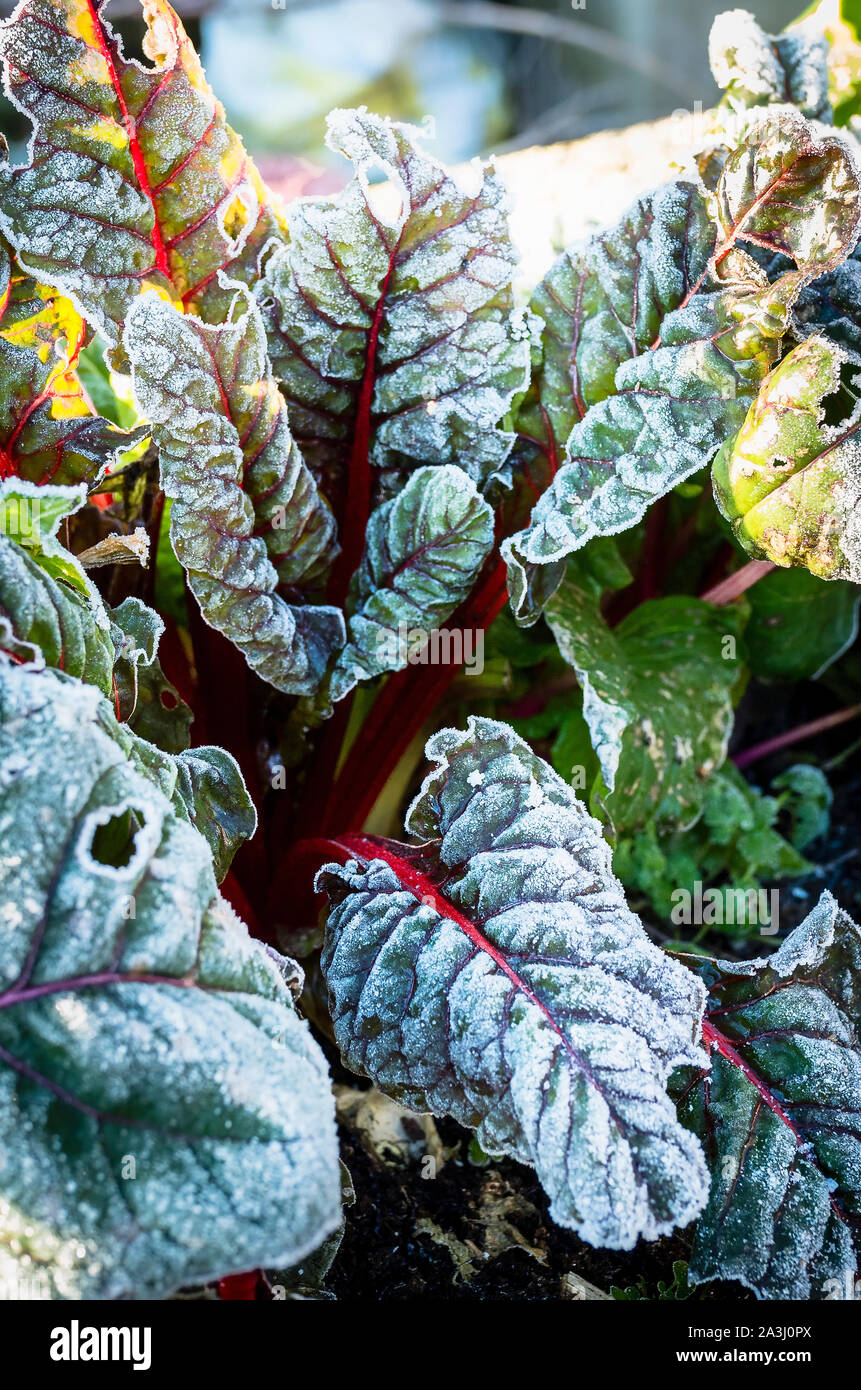 Frosted leaves of Ruby chard showing bright red stems in mid-winter in an English garden Stock Photo