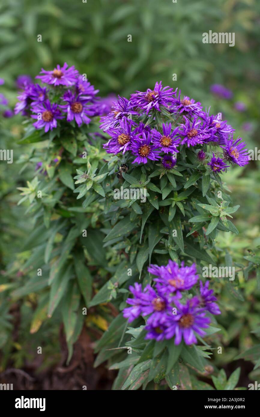 Symphyotrichum novae-angliae 'Purple Dome' New England aster. Stock Photo
