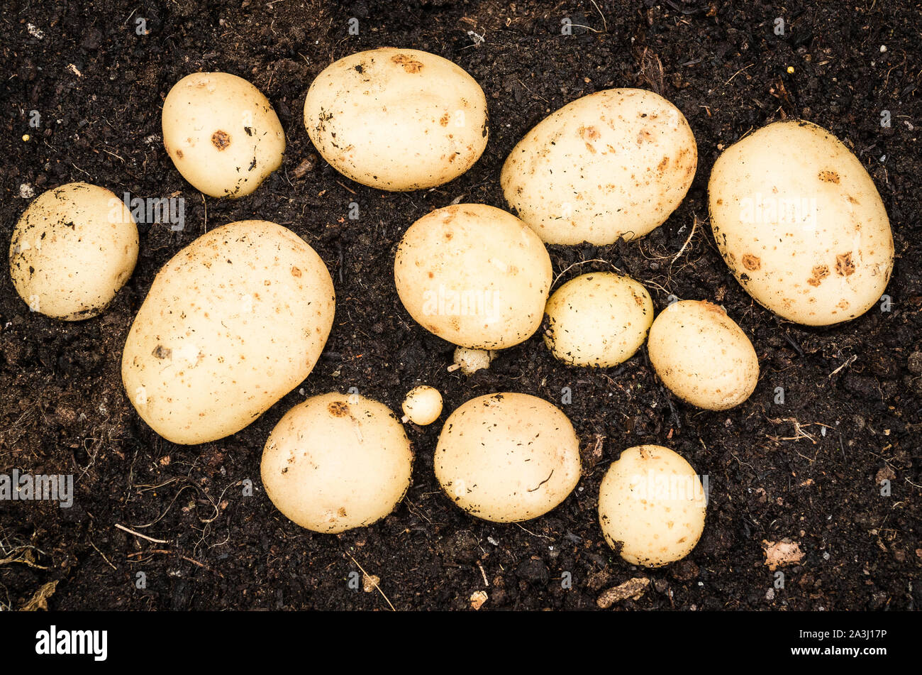 Newly dug second early potatoes Gemson lying on the soil surface in England UK Stock Photo