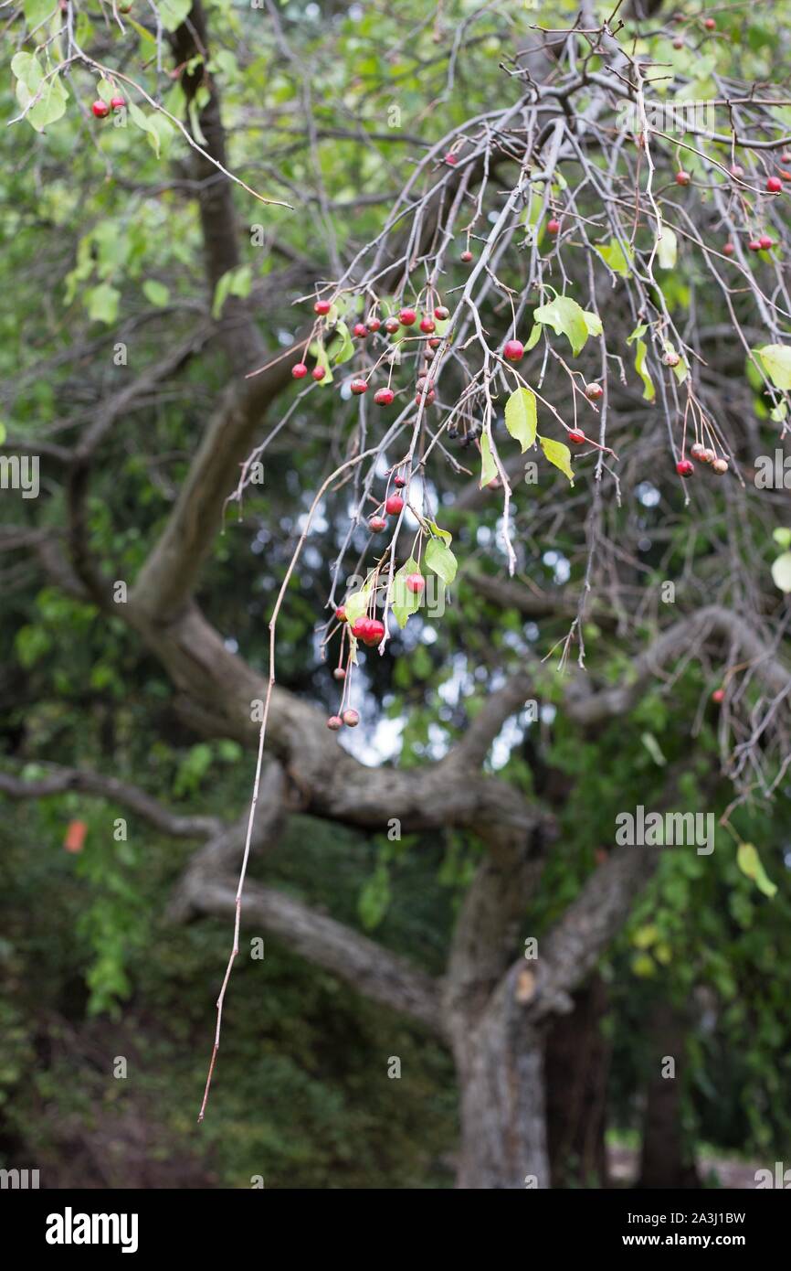 Malus 'Red Jade'  crabapple tree. Stock Photo