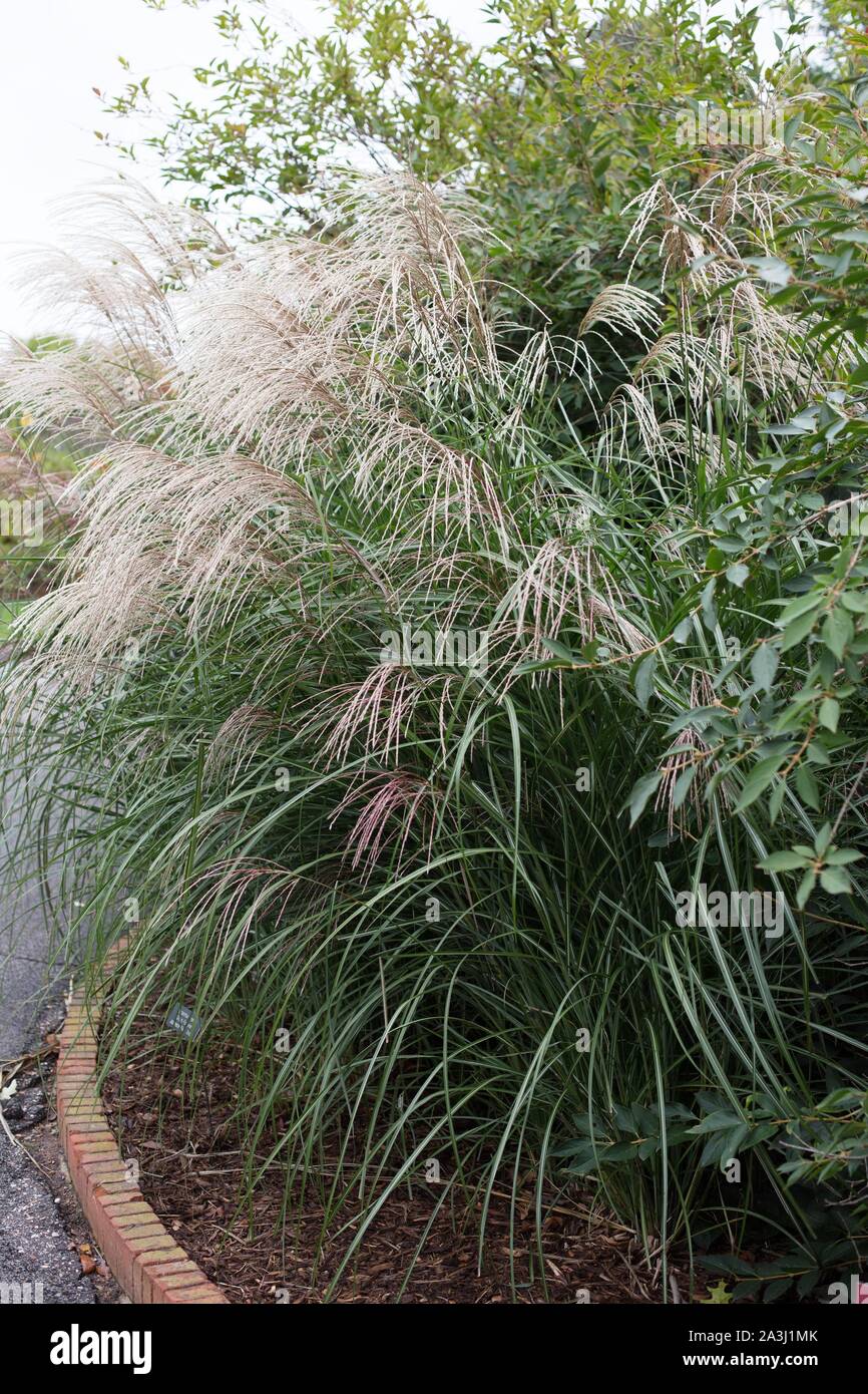 Miscanthus Sinensis Grosse Fontaine Japanese Silver Grass Stock Photo Alamy Miscanthus Sinensis Grosse Fontaine Japanese Silver Grass Stock Photo Alamy