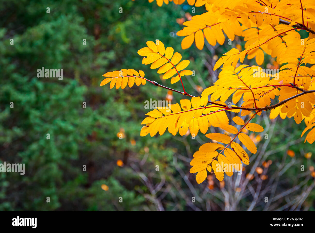 Intense yellow orange leaves in autumn Stock Photo