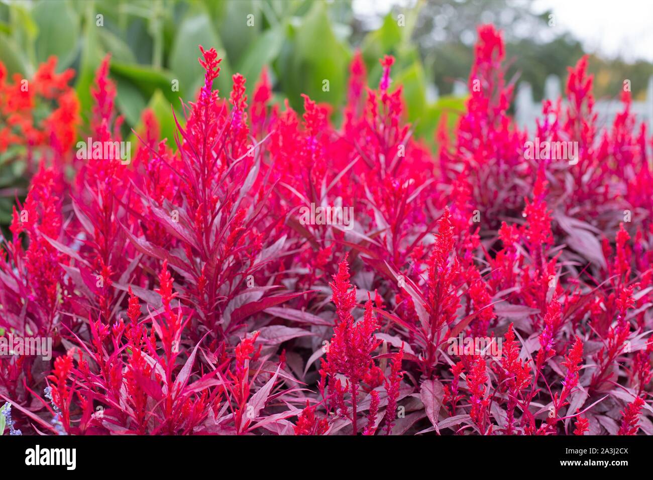 Celosia argentea plumosa 'Dragon's Breath'. Stock Photo