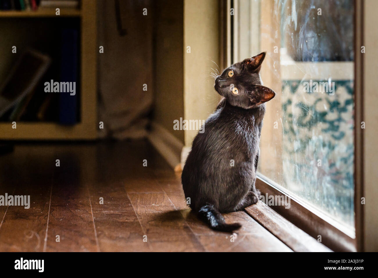 Cat glass cheap door