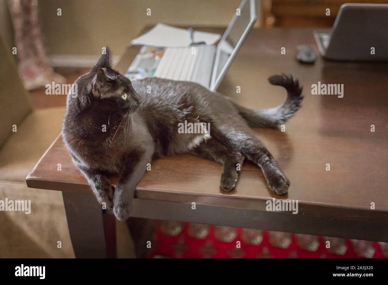 Naughty black cat lounges on dining room table with family laptops Stock Photo
