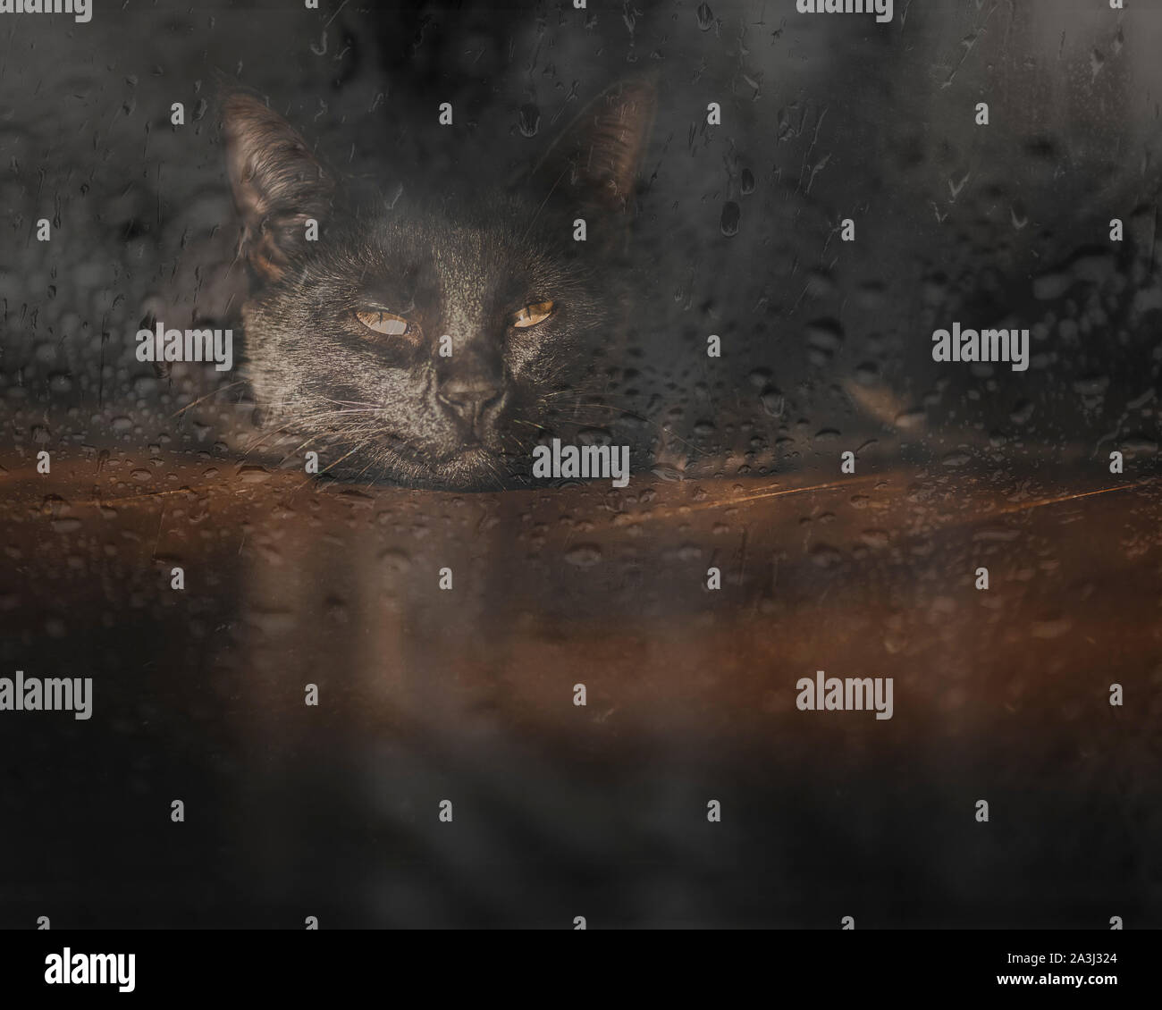 Lazy black cat peers through sleepy eyes out of rainy window Stock Photo