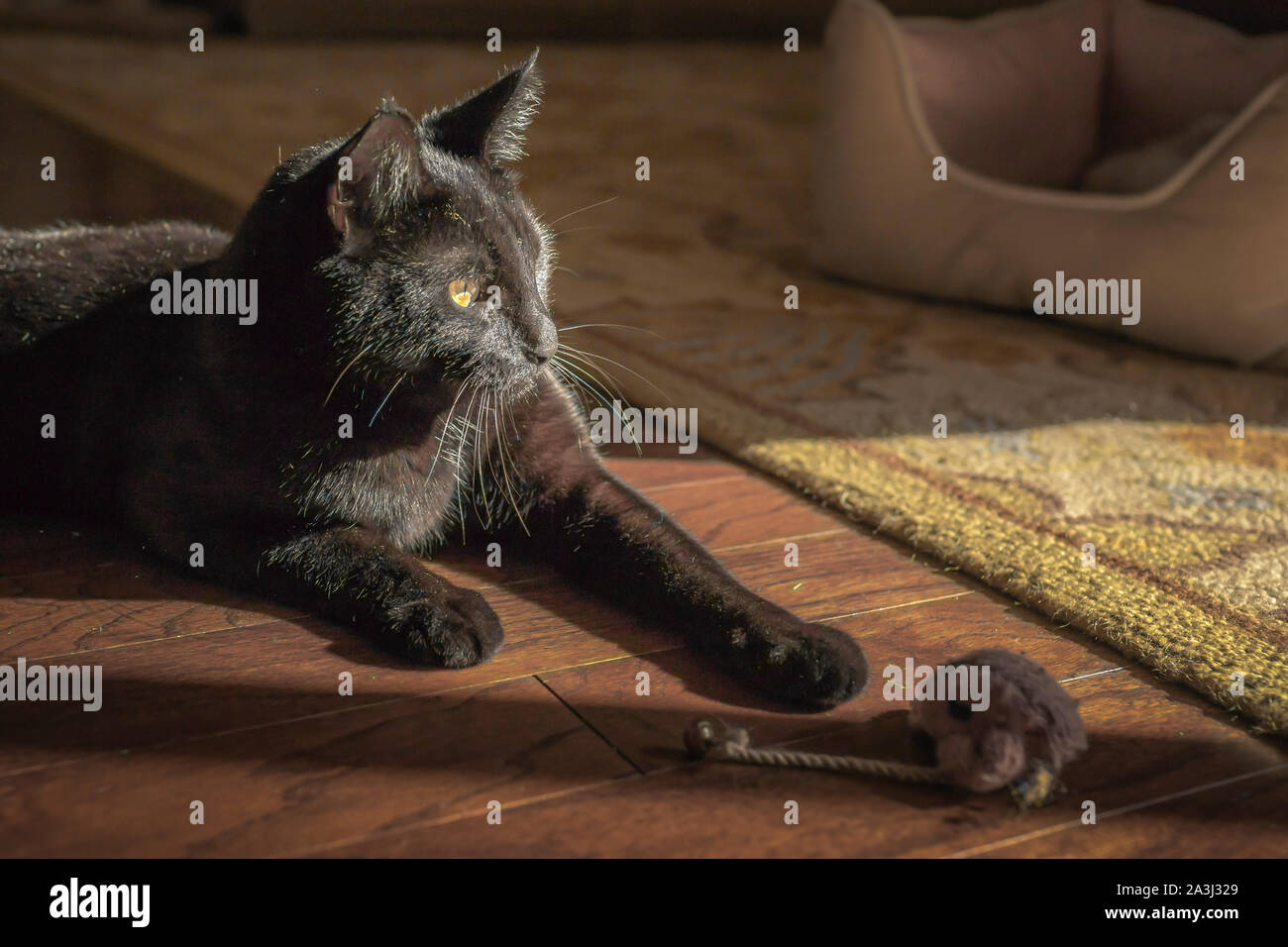 Black cat lies in sunshine spilling in window and plays with toy mouse Stock Photo