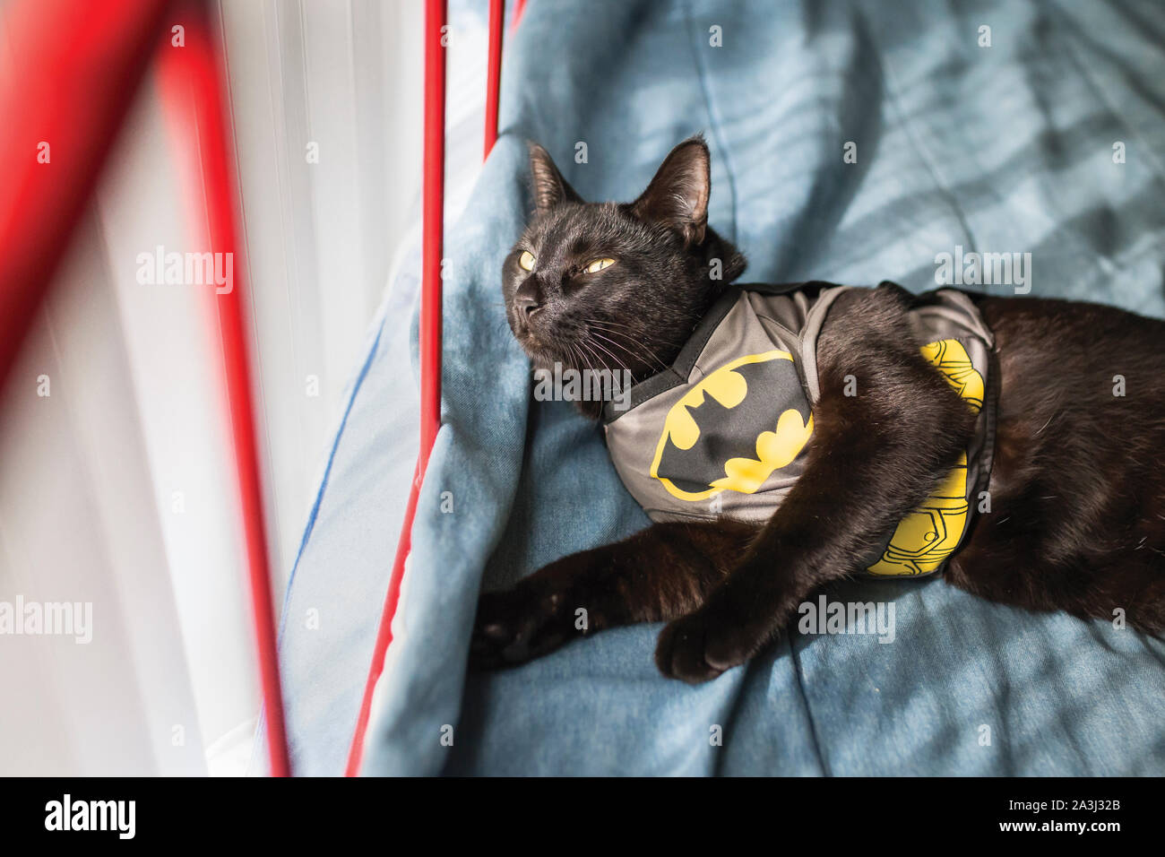 Cat in batman costume hi-res stock photography and images - Alamy
