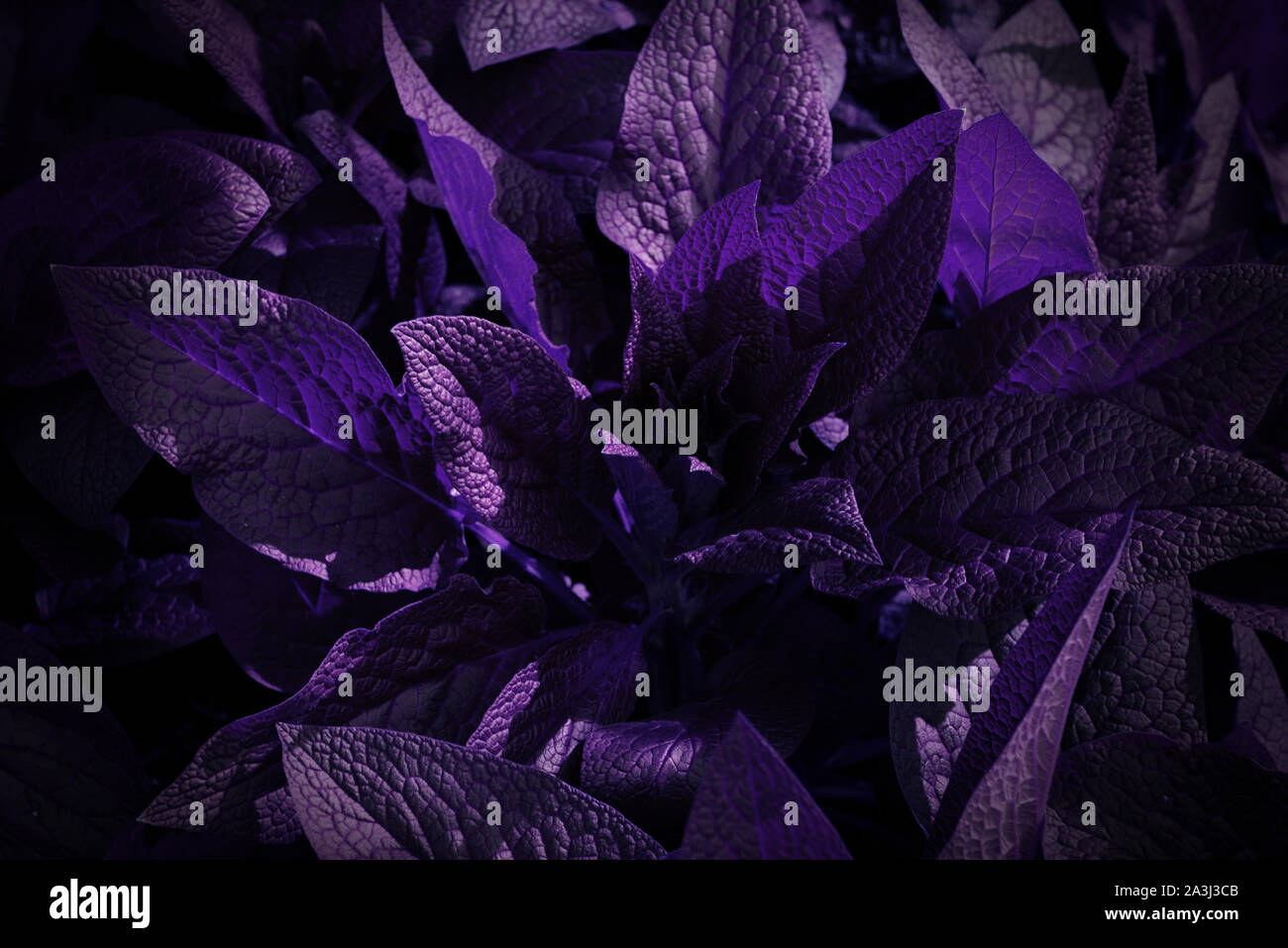 Plant with purple and black leaves.Leaves pattern background, Natural background and wallpaper Stock Photo