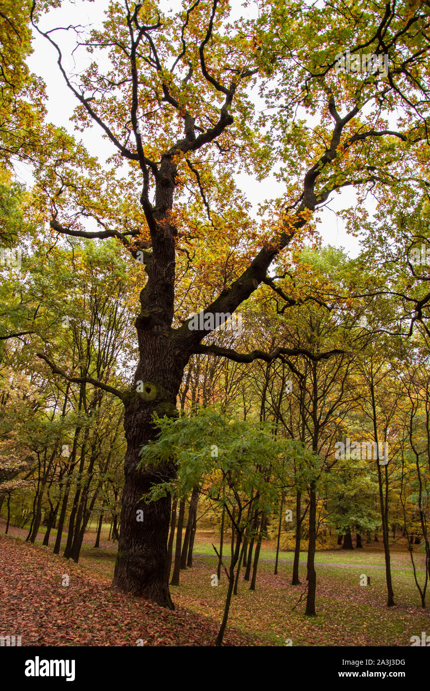 autumn tree in park with leaves photo. Beautiful picture, background ...