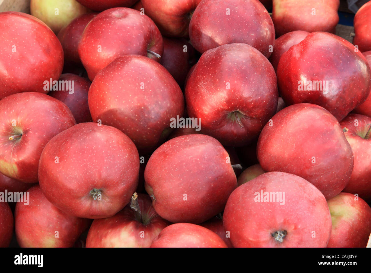 Apple 'Red Prince', apples, eaters, eating apples, healthy eating, Malus Domestica Stock Photo