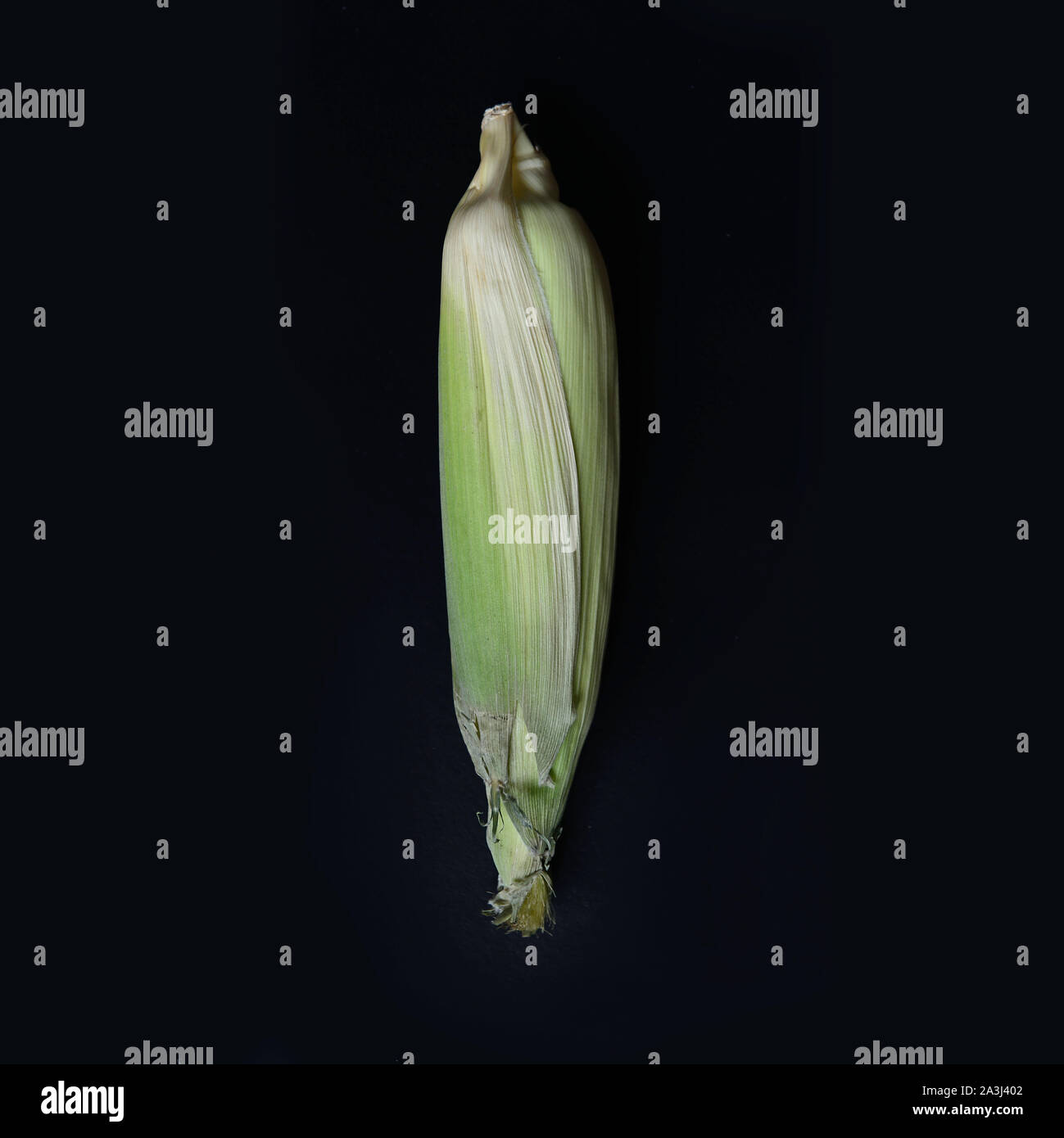 Creative layout made of fresh organic sweet corn from the farm isolate on black background with shadow. Top view. Flat lay. Food concept. Macro concep Stock Photo