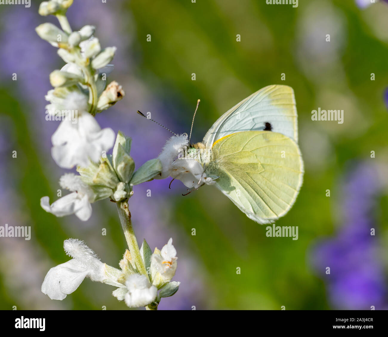 Beautiful European Cabbage White Butterfly feeding on nectar from white wildflowers in garden on a sunny fall day Stock Photo