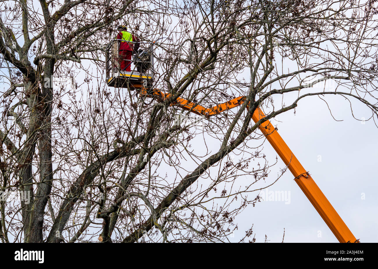 Pruning with lifting platform Stock Photo