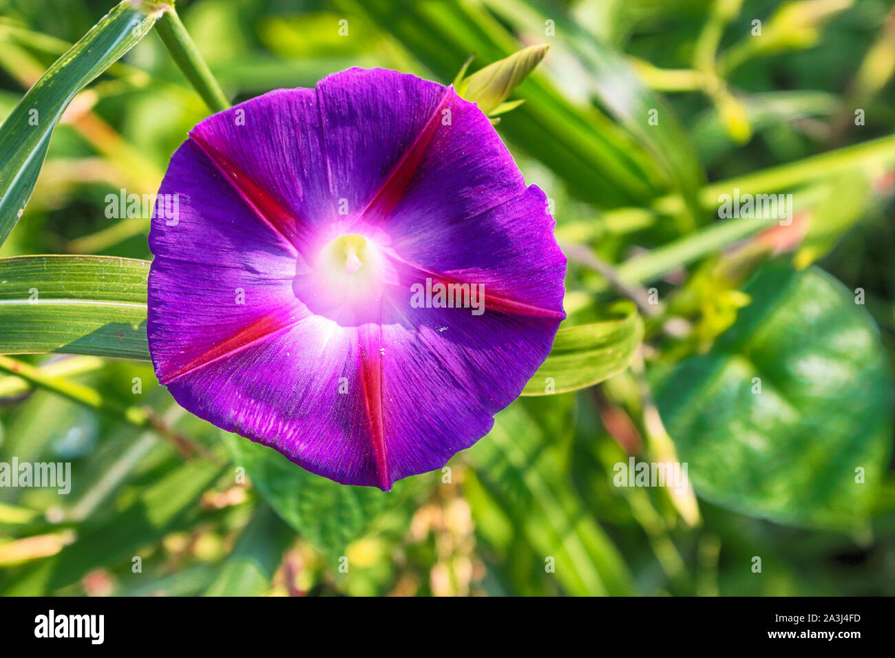 bindweed Convolvulus althaeoides or Bush Morning Glory flower Stock Photo