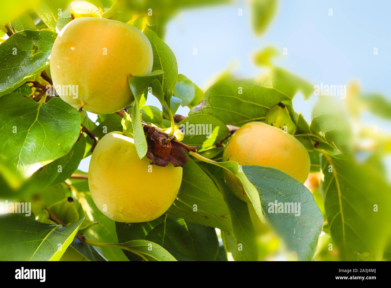 Persimmon tree with Ripe orange fruits in the autumn garden. Diospyros kaki Lycopersicum Stock Photo