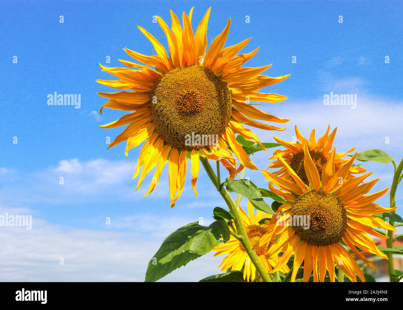 sunflower flowers againsat a blue sky with clouds Stock Photo