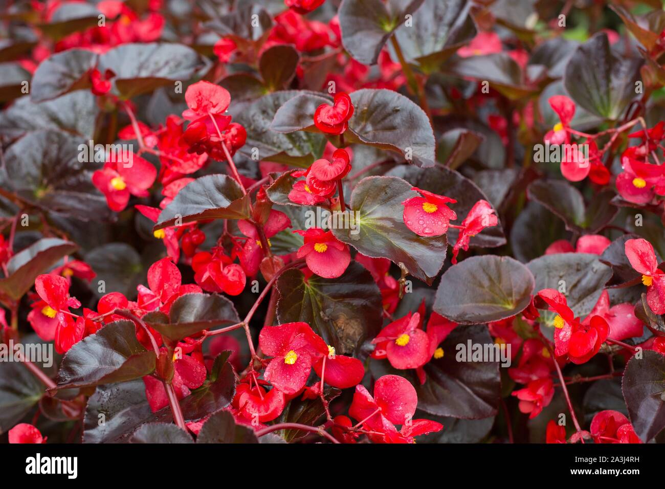 Begonia 'Viking' XL Red on Chocolate hybrid begonia. Stock Photo