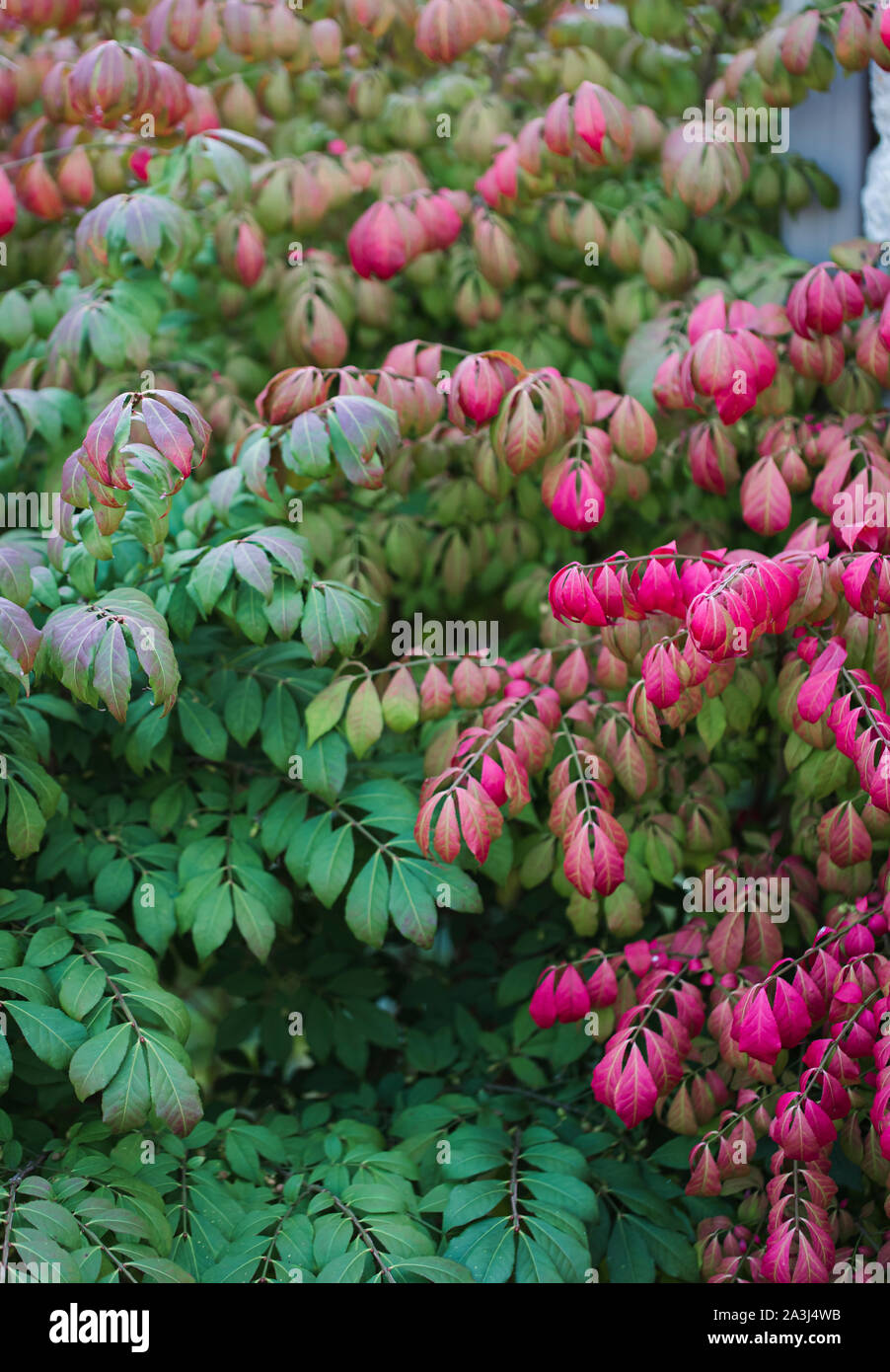 Leaves of Euonymus burning bush shrub changing its color in the fall. Stock Photo