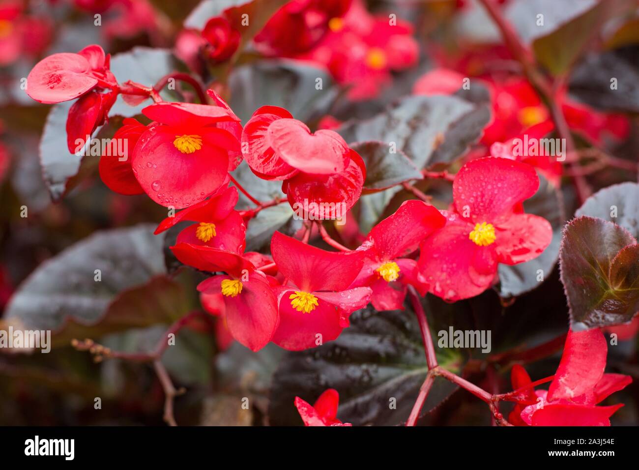 Begonia 'Viking' XL Red on Chocolate hybrid begonia. Stock Photo