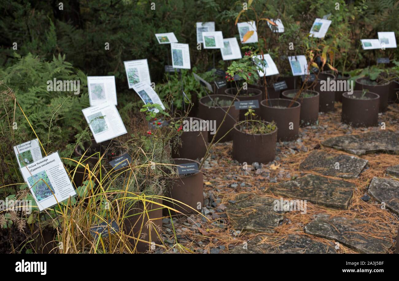 Types of weed hi-res stock photography and images - Alamy