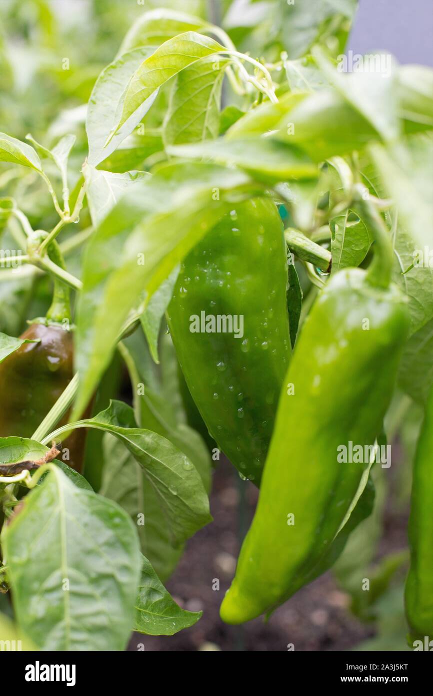 Capsicum annuum 'Highlander' Anaheim pepper Stock Photo Alamy